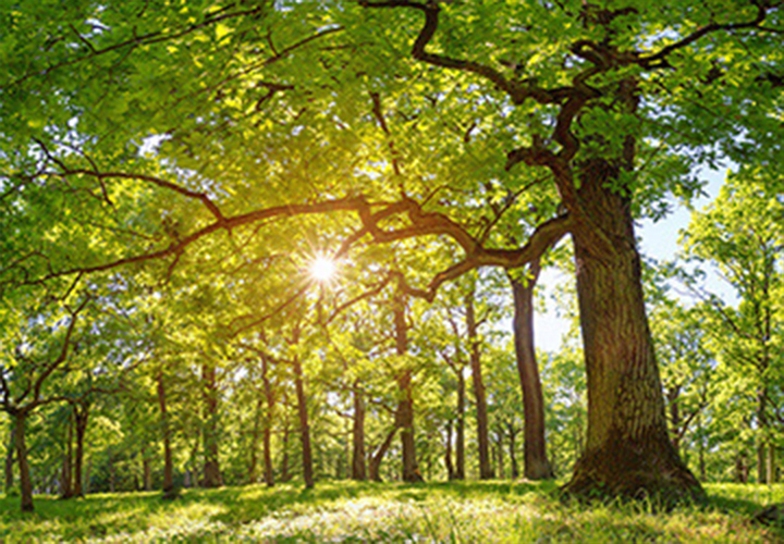 木の品質管理と環境配慮