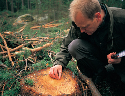 北欧の木材資源