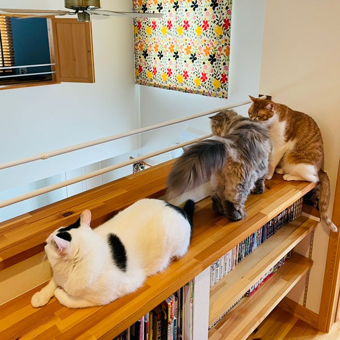 ホールの棚の上は猫たちのお気に入りの場所。猫は高いところが大好きです。吹抜けを見下ろしてくつろいでいます。