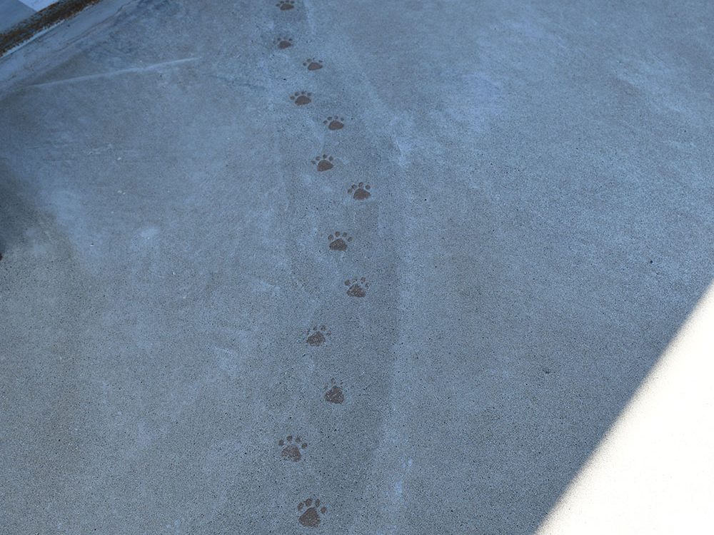 ガレージ前のコンクリートに遊び心でつけた猫の足跡